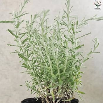 向日葵みたいなヘリクリサム ランダム9輪 向日葵みたいなヘリクリサム ランダム9輪 向日葵みたいな